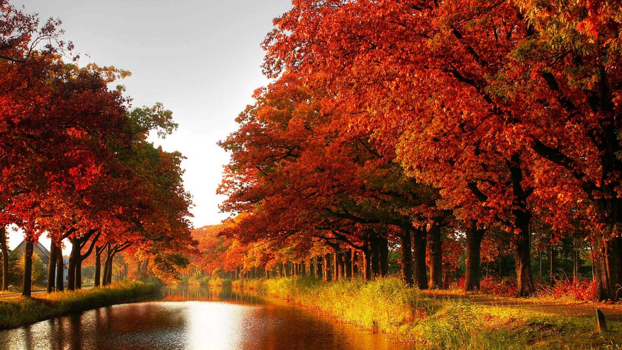 Wallpaper wood, orange, trees, channel, autumn