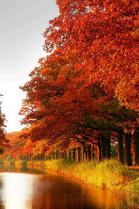 Preview wallpaper wood, orange, trees, channel, autumn