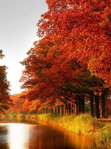 Preview wallpaper wood, orange, trees, channel, autumn