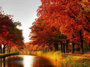 Preview wallpaper wood, orange, trees, channel, autumn