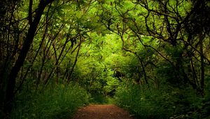 Preview wallpaper wood, path, track, green, uncertainty, jungle