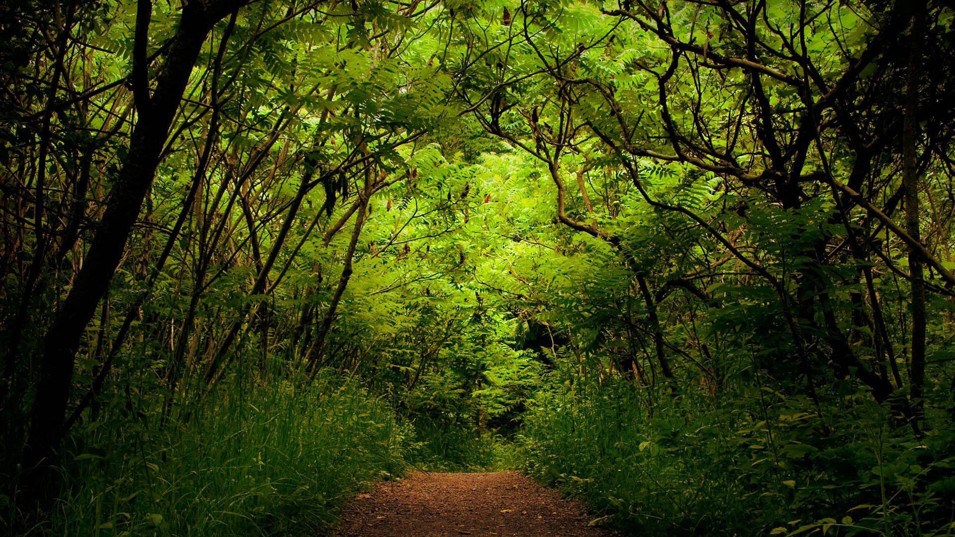 Download wallpaper 1920x1080 wood, path, track, green, uncertainty, jungle  hd background