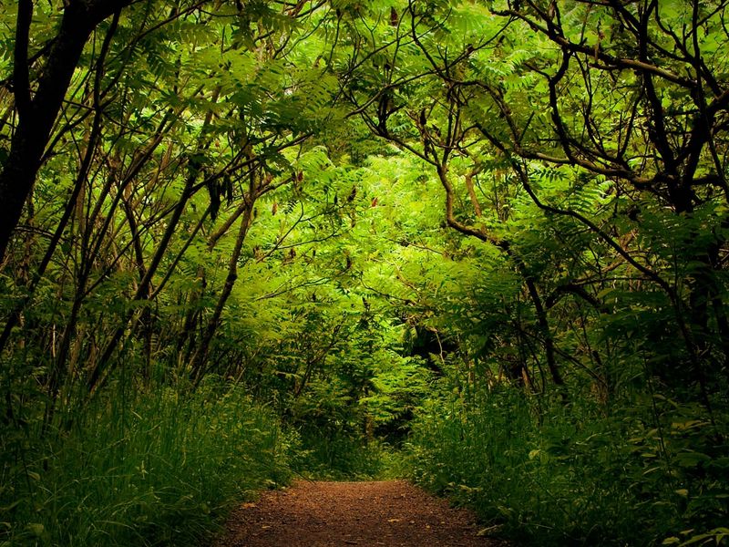 Download Wallpaper 800x600 Wood Path Track Green Uncertainty Jungle Pocket Pc Pda Hd Background