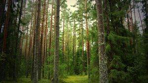 Preview wallpaper wood, pines, fir-trees, trunks, bark, silence