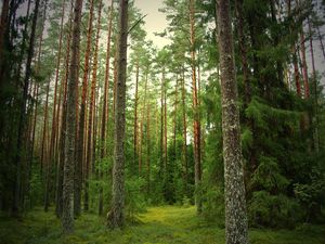 Preview wallpaper wood, pines, fir-trees, trunks, bark, silence