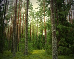 Preview wallpaper wood, pines, fir-trees, trunks, bark, silence