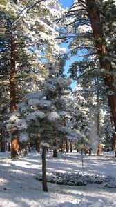 Preview wallpaper wood, pines, winter, snow