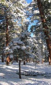 Preview wallpaper wood, pines, winter, snow