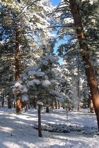 Preview wallpaper wood, pines, winter, snow