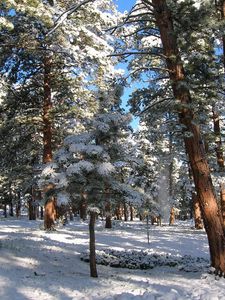 Preview wallpaper wood, pines, winter, snow