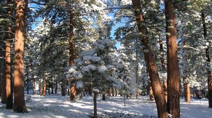 Preview wallpaper wood, pines, winter, snow