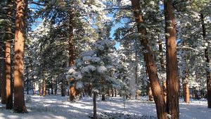 Preview wallpaper wood, pines, winter, snow