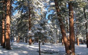 Preview wallpaper wood, pines, winter, snow