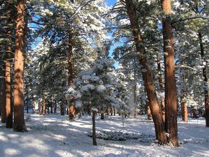 Preview wallpaper wood, pines, winter, snow