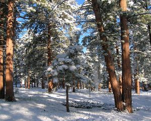 Preview wallpaper wood, pines, winter, snow