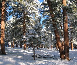 Preview wallpaper wood, pines, winter, snow