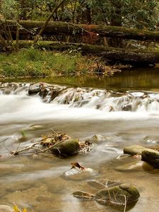 Preview wallpaper wood, river, branches, trees, stones, moss