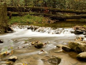 Preview wallpaper wood, river, branches, trees, stones, moss