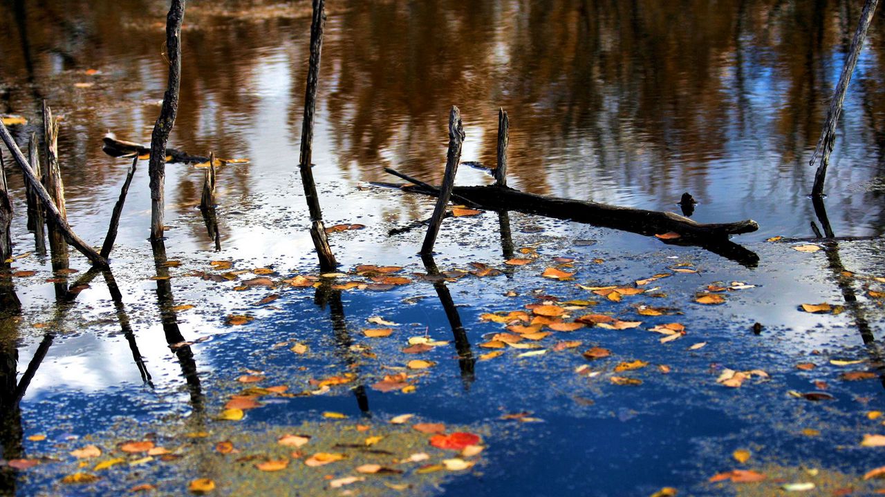 Wallpaper wood, river, branches, leaves, reflection, autumn
