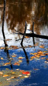 Preview wallpaper wood, river, branches, leaves, reflection, autumn