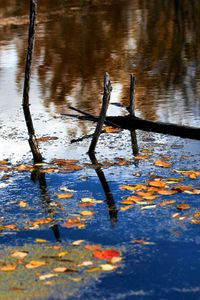 Preview wallpaper wood, river, branches, leaves, reflection, autumn