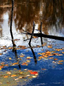 Preview wallpaper wood, river, branches, leaves, reflection, autumn