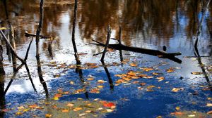 Preview wallpaper wood, river, branches, leaves, reflection, autumn