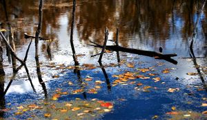 Preview wallpaper wood, river, branches, leaves, reflection, autumn