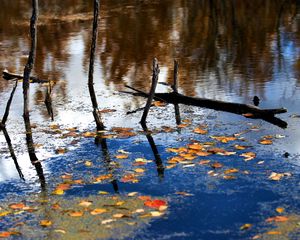 Preview wallpaper wood, river, branches, leaves, reflection, autumn