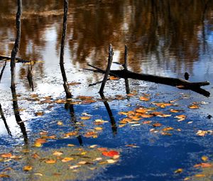 Preview wallpaper wood, river, branches, leaves, reflection, autumn