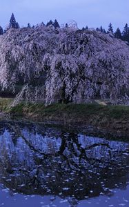 Preview wallpaper wood, river, flowers, bloom