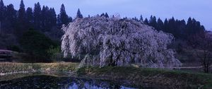 Preview wallpaper wood, river, flowers, bloom