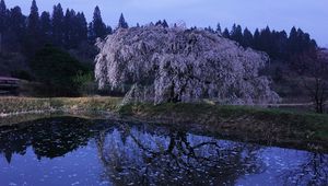 Preview wallpaper wood, river, flowers, bloom