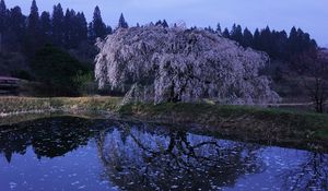 Preview wallpaper wood, river, flowers, bloom