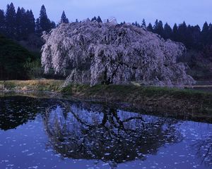 Preview wallpaper wood, river, flowers, bloom