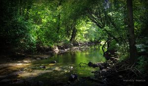 Preview wallpaper wood, river, stones, anatoliy negelya, thickets