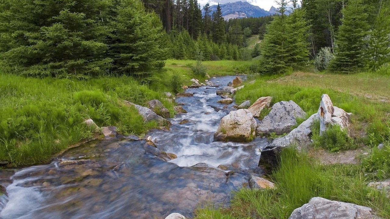 Wallpaper wood, river, stream, mountains, greens