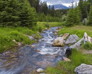 Preview wallpaper wood, river, stream, mountains, greens