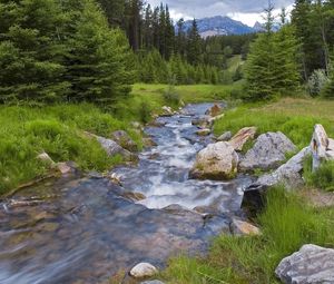 Preview wallpaper wood, river, stream, mountains, greens