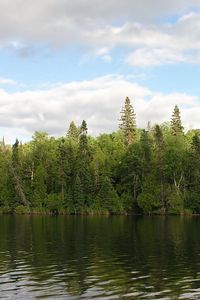 Preview wallpaper wood, river, water, coast, greens, summer, sky