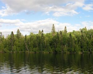 Preview wallpaper wood, river, water, coast, greens, summer, sky