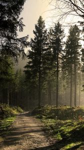 Preview wallpaper wood, road, fir-trees, shadows, light, beams, morning