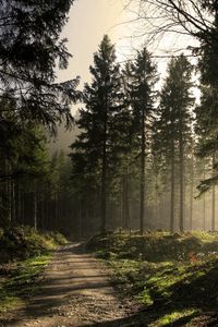 Preview wallpaper wood, road, fir-trees, shadows, light, beams, morning