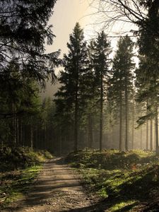 Preview wallpaper wood, road, fir-trees, shadows, light, beams, morning