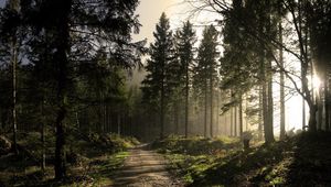 Preview wallpaper wood, road, fir-trees, shadows, light, beams, morning