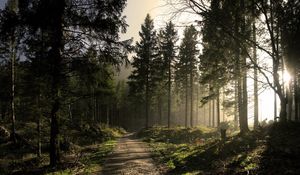 Preview wallpaper wood, road, fir-trees, shadows, light, beams, morning