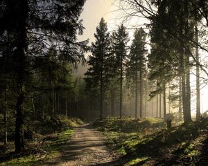 Preview wallpaper wood, road, fir-trees, shadows, light, beams, morning