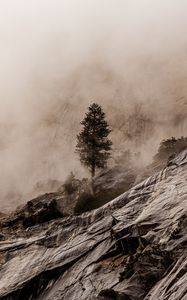 Preview wallpaper wood, rocks, fog, stones, stony