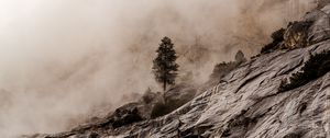 Preview wallpaper wood, rocks, fog, stones, stony