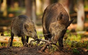 Preview wallpaper wood, roots, wild boars, wild, two